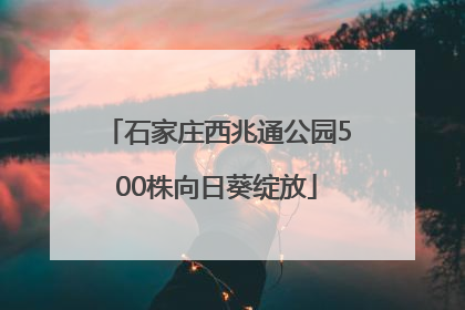 石家庄西兆通公园500株向日葵绽放