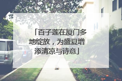 百子莲在厦门多地绽放，为盛夏增添清凉与诗意