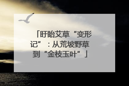 盱眙艾草“变形记”：从荒坡野草到“金枝玉叶”