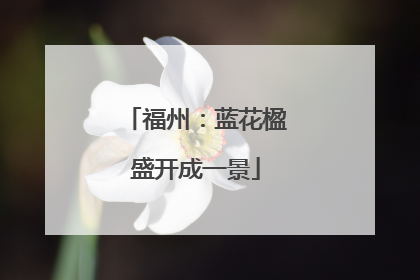 福州：蓝花楹盛开成一景