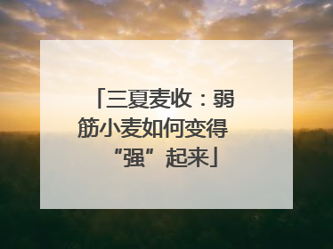 三夏麦收：弱筋小麦如何变得“强”起来