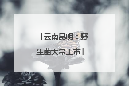 云南昆明：野生菌大量上市