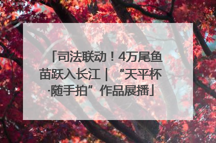 司法联动！4万尾鱼苗跃入长江｜“天平杯·随手拍”作品展播