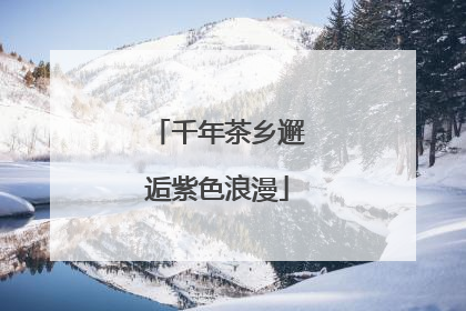 千年茶乡邂逅紫色浪漫