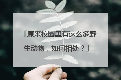 原来校园里有这么多野生动物，如何相处？