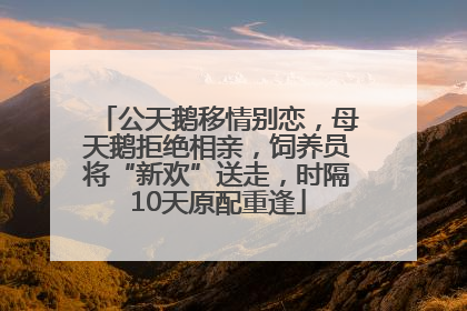 公天鹅移情别恋，母天鹅拒绝相亲，饲养员将“新欢”送走，时隔10天原配重逢