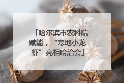 哈尔滨市农科院赋能，“寒地小龙虾”亮相哈洽会
