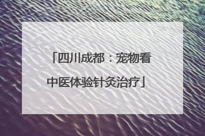 四川成都：宠物看中医体验针灸治疗