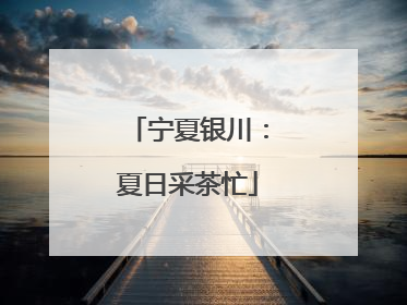 宁夏银川：夏日采茶忙