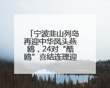 宁波韭山列岛再迎中华凤头燕鸥，24对“酷鸥”喜结连理迎接新生命