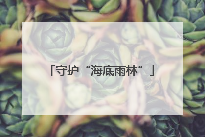 守护“海底雨林”