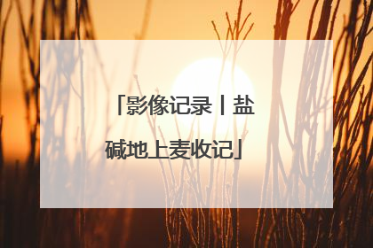影像记录丨盐碱地上麦收记