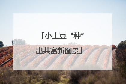 小土豆“种”出共富新图景