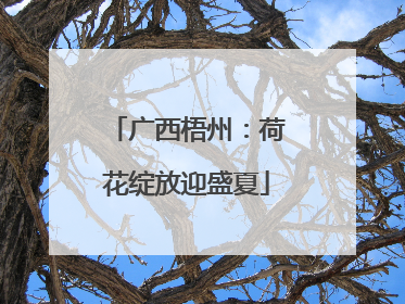 广西梧州：荷花绽放迎盛夏