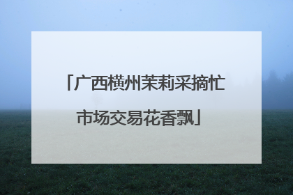 广西横州茉莉采摘忙 市场交易花香飘