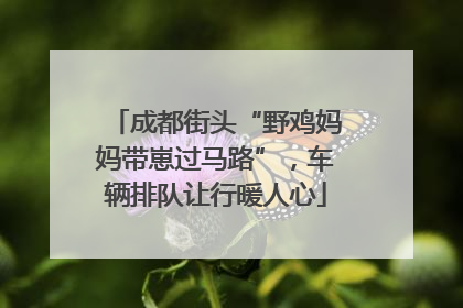 成都街头“野鸡妈妈带崽过马路”，车辆排队让行暖人心
