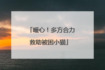 暖心！多方合力救助被困小猫