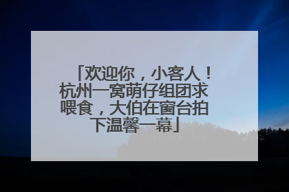 欢迎你，小客人！杭州一窝萌仔组团求喂食，大伯在窗台拍下温馨一幕