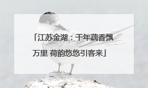 江苏金湖：千年藕香飘万里 荷韵悠悠引客来