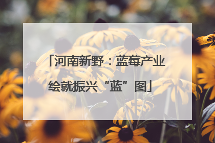 河南新野：蓝莓产业绘就振兴“蓝”图