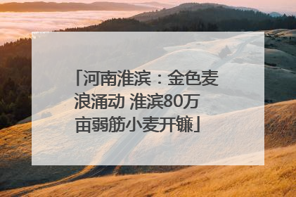 河南淮滨：金色麦浪涌动 淮滨80万亩弱筋小麦开镰