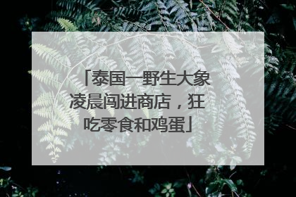 泰国一野生大象凌晨闯进商店，狂吃零食和鸡蛋