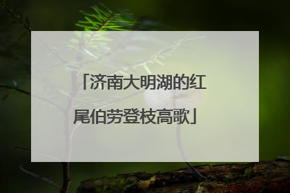 济南大明湖的红尾伯劳登枝高歌