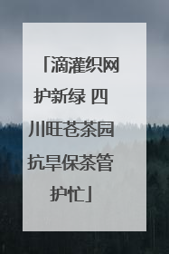 滴灌织网护新绿 四川旺苍茶园抗旱保茶管护忙
