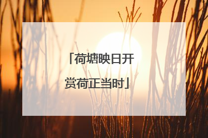 荷塘映日开 赏荷正当时