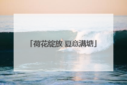 荷花绽放 夏意满塘