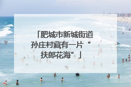 肥城市新城街道孙庄村藏有一片“扶郎花海”