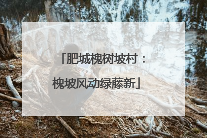 肥城槐树坡村：槐坡风动绿藤新