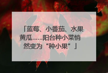 蓝莓、小番茄、水果黄瓜……阳台种小菜悄然变为“种小果”