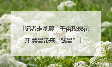 记者走基层｜千亩玫瑰花开 美景带来“钱景”