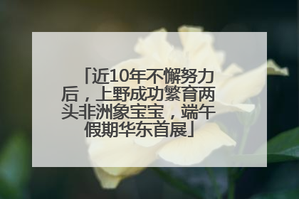 近10年不懈努力后，上野成功繁育两头非洲象宝宝，端午假期华东首展