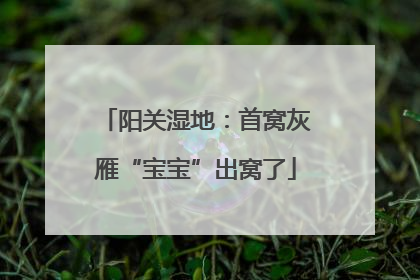 阳关湿地：首窝灰雁“宝宝”出窝了