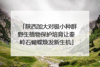 陕西加大对极小种群野生植物保护培育让秦岭石蝴蝶焕发新生机